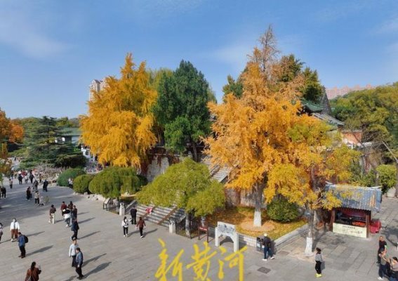 银杏金黄染初冬，济南大明湖畔的秋冬风景