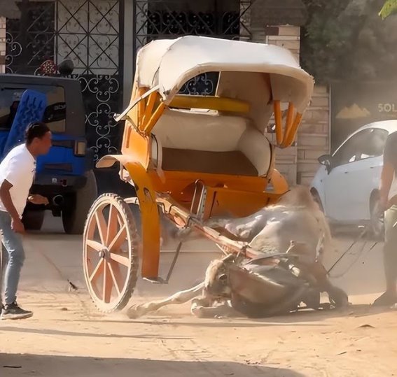 埃及旅行的真相：被掩盖的尴尬与困境