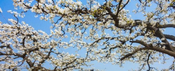 走遍聊城的宝藏小城，这一站—冠县