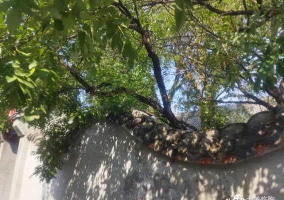 临朐石家河村古槐的重生传奇