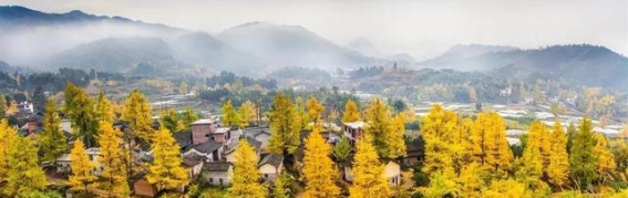 桂林银杏秋韵：最佳观赏期来了，银杏美景不容错过