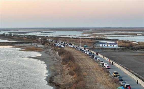 黄河三角洲湿地的“鸟浪”现象：壮丽自然奇观引发全国关注