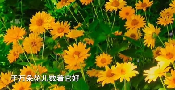 荷花盛开，夏日的美景