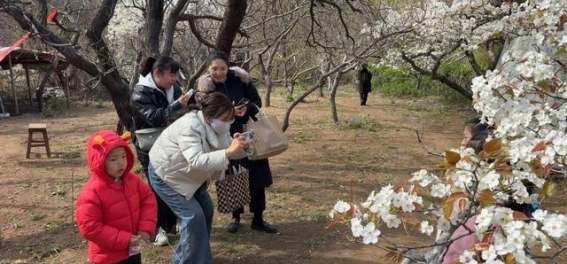 夏张镇万亩梨花如诗如画，春日盛宴邀客共赏