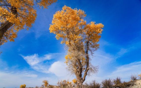 深秋胡杨：图木舒克市南沿村的生命奇迹