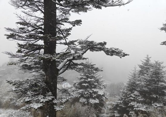 湖北神农架迎来秋天里的第一场雪，比去年晚了13天