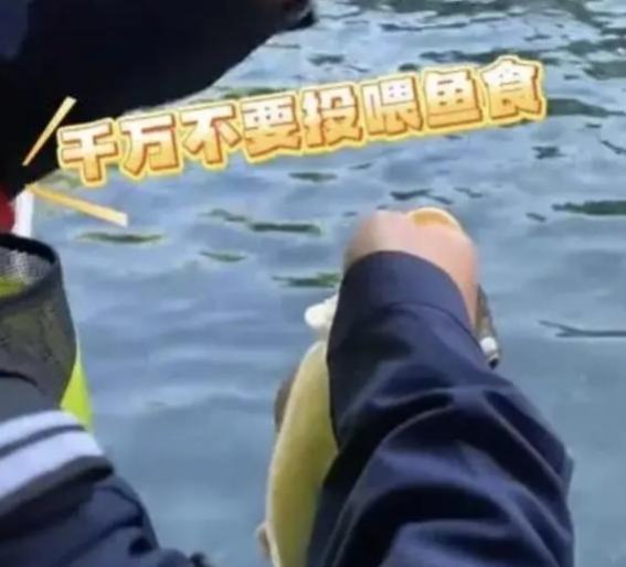 趵突泉的鱼被游客投喂撑死？揭秘这些鱼的真实状况