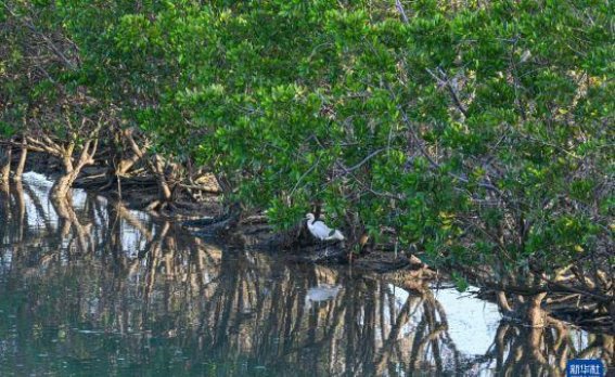 海南陵水：红树林中的千羽家园与湿地奇迹