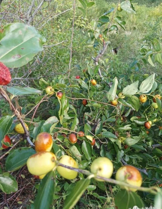 意外惊喜：百丈崖南边的枣园探秘