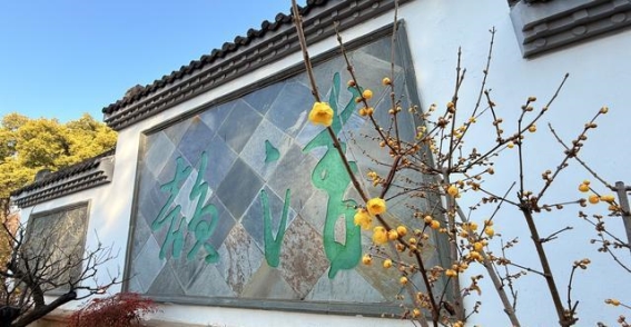 东湖梅园盛开迎春，梅香醉人带来新春祝福