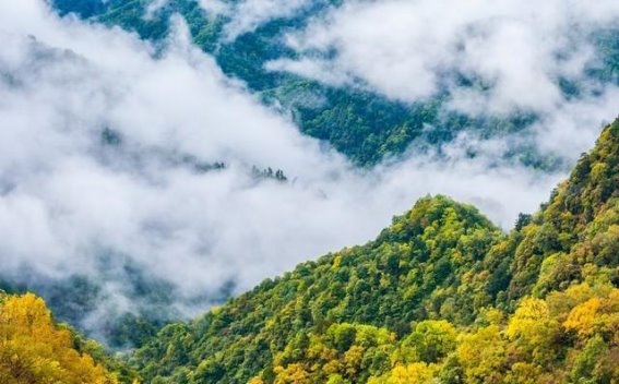广西十万大山的迷雾：深山秘境与生态奇观