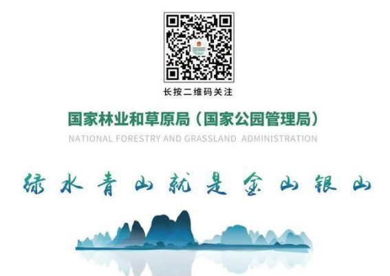东北虎的回归：人类与自然共同努力的见证