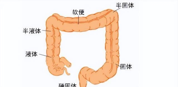 如何解决便秘，摆脱“羊粪球”便