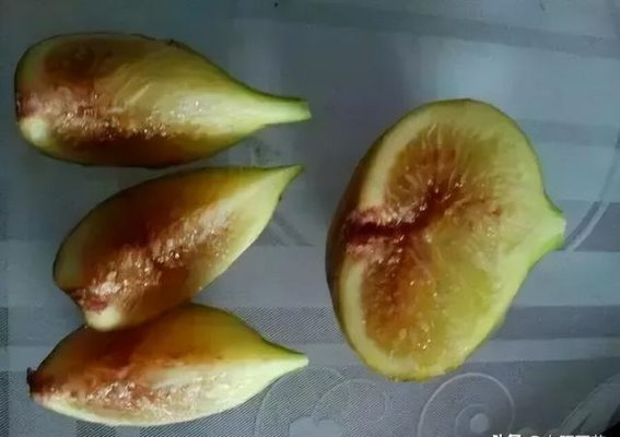探秘无花果的最佳产地：山东无花果的独特魅力