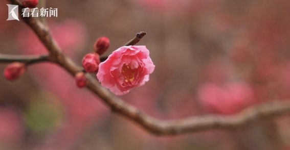 南京明孝陵梅花山的春日盛景