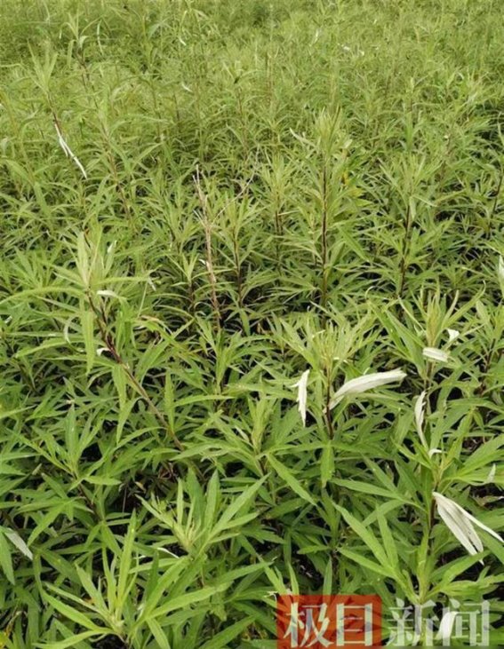 特殊藜蒿能降尿酸！华中农大最新科研成果引领健康食品新潮流