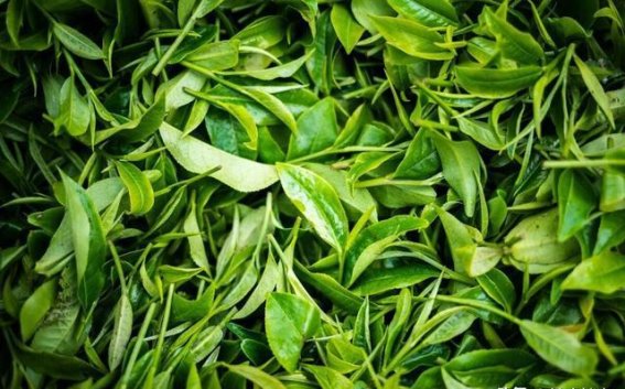 每天喝茶，肝癌风险真的会增加吗？