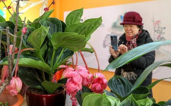 2025家庭园艺嘉年华在北京通州举行 嘉兴杜鹃花展销亮相