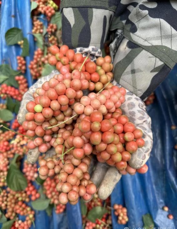 五味子：一种有多种作用的中草药