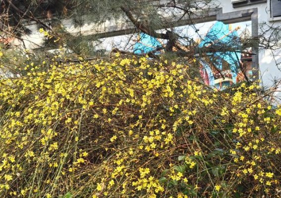 春风拂面，迎春花开迎接新生