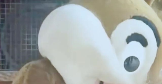 向佐摸鼻梁引发的欢乐模仿潮