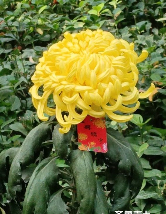 秋日菊韵：探寻济南的菊花盛宴