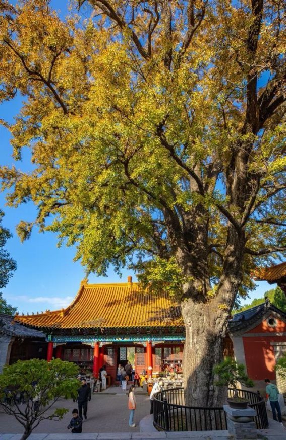 淌豆寺的金秋银杏梦