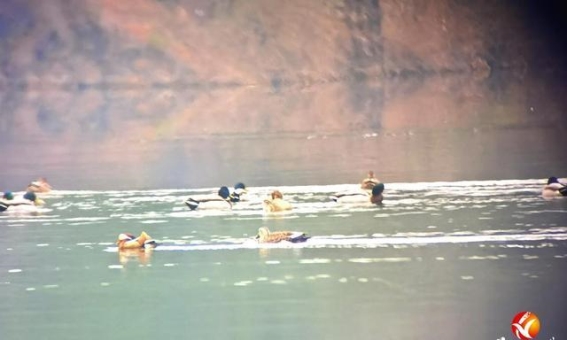 花垣：守护水鸟越冬的生态之约
