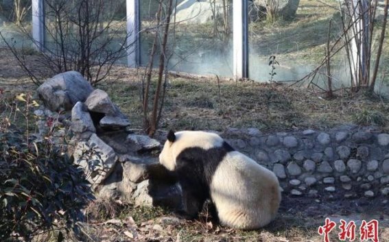秦岭大熊猫：在立春的暖阳下悠闲度日