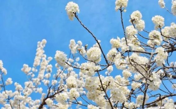 樱花如梦，沙河樱花谷邀你踏春而来