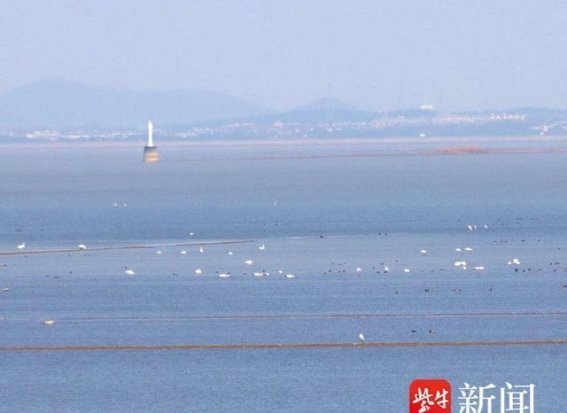 小天鹅归来，石臼湖上演冬日浪漫