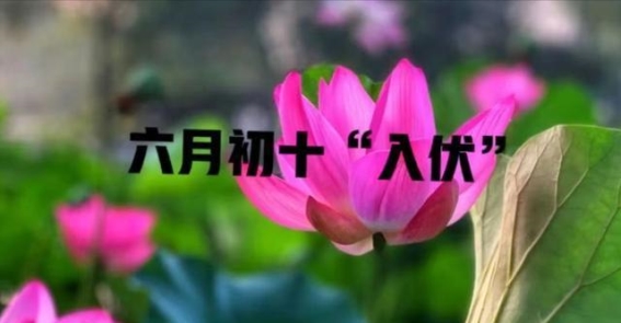 六月怕入伏”，六月初十入伏，入伏怕什么？看看老人咋说的