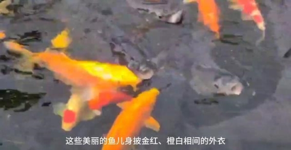 湖中锦鲤的悠游：自然与和谐的交响