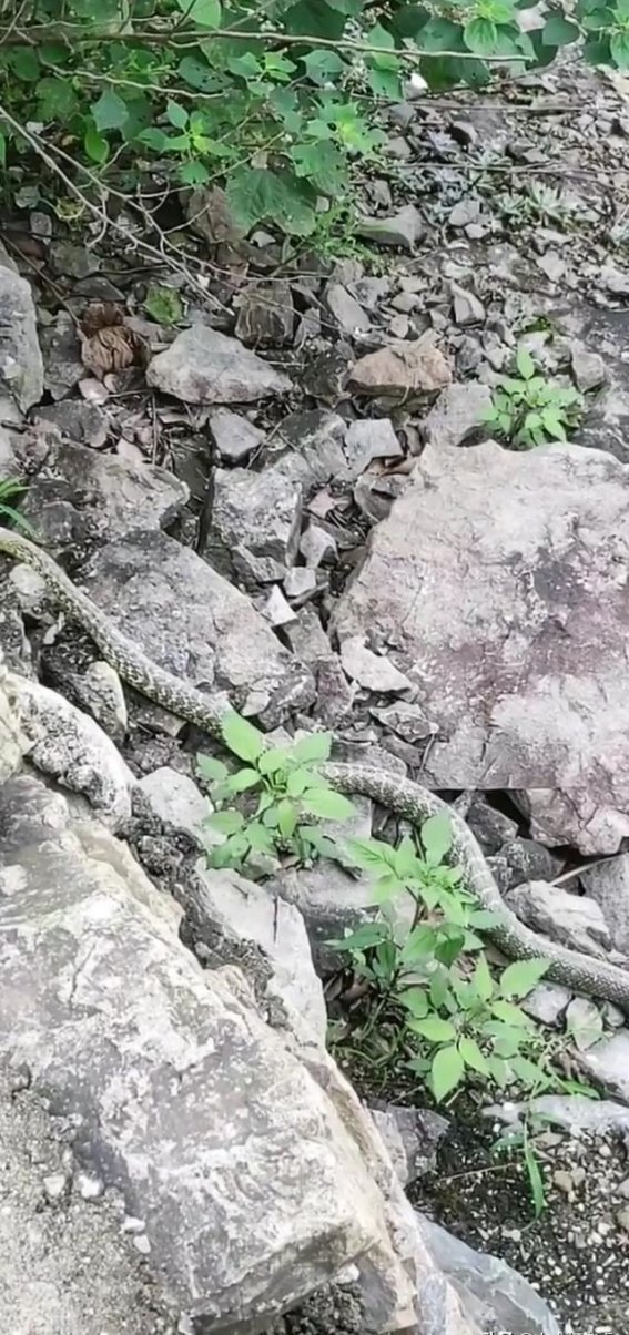 浙江嘉兴山坡惊现神秘花斑蛇：探寻不明毒蛇的奇异面貌