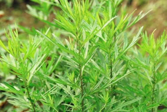 艾草与紫苏的完美搭配：秋冬季节的养生之选