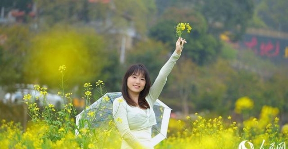 福建华安：春光中的土楼与油菜花