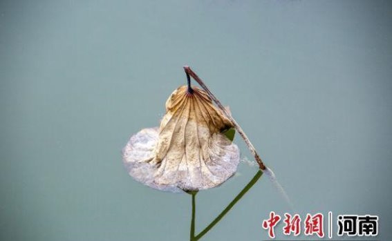 冬日残荷的静谧之美