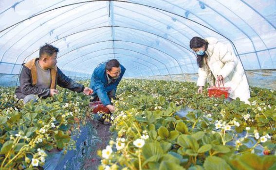 草莓丰收的季节，品味冬日的甜美