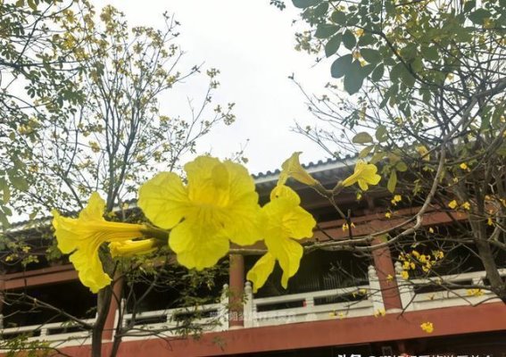 踏入光孝寺，春花与千年古韵相遇