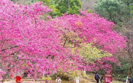 走进福州森林公园，体验春天的樱花仙境