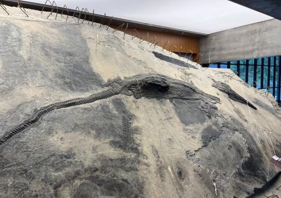 兴义世界地质公园博物馆：探寻两亿年前的海洋秘境