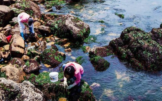 嵊泗紫菜：海岛记忆中的一抹绿色