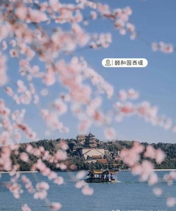 2025年北京三月赏花指南（一）