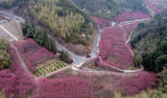 杭州米积村樱花盛放，春日里的自然之旅