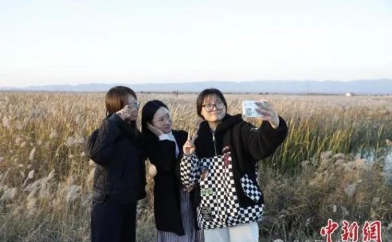 阳原桑干河湿地公园的秋日绮丽