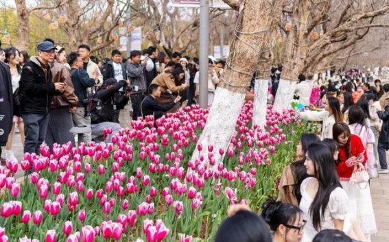 春回大地，昆明郁金香花海引爆春日魅力