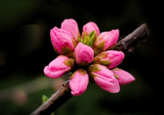 榆叶梅花开，三月风景如画