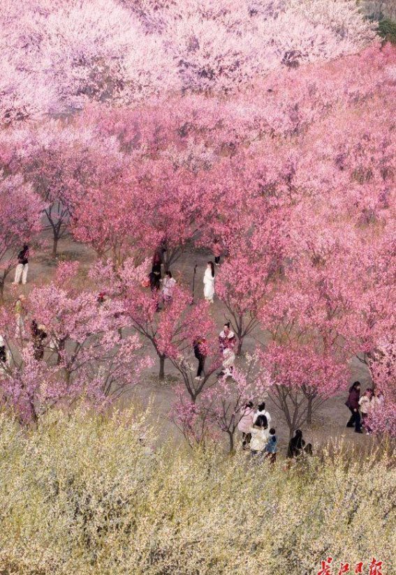 梅花盛放，武汉双休赏花正当时