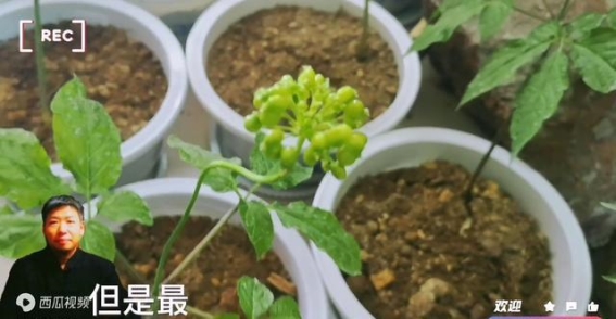为什么好中医要藏起来