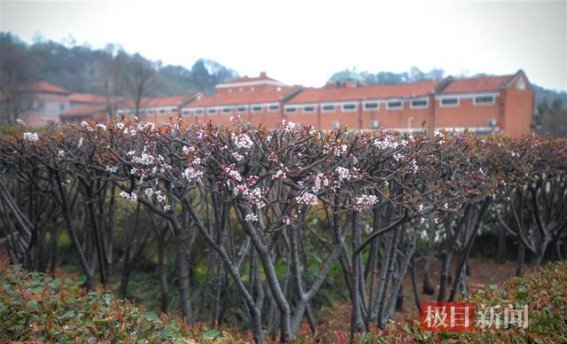 武汉樱花悄然开放，春风已至